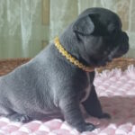 Lourdes-female-french-bulldog-puppy-for-sale-1 (7)