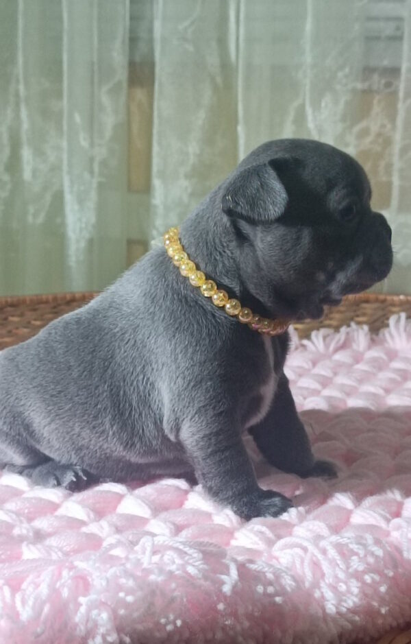 Lourdes French Bulldog