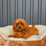 Luisa-female-Cavapoo-puppy-for-sale-1