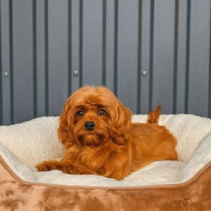 Luisa Cavapoo
