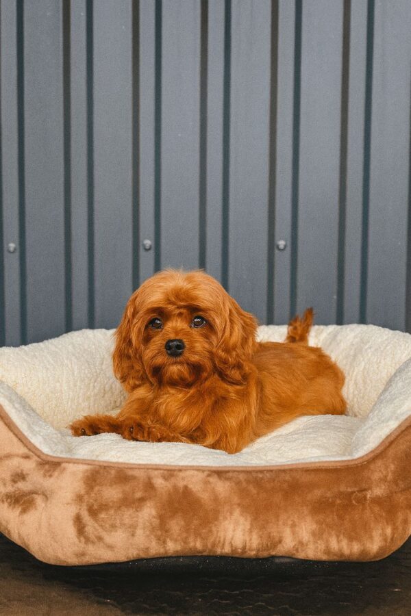Luisa Cavapoo