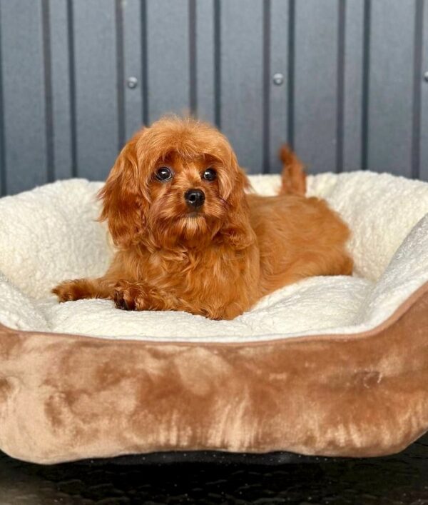 Luisa Cavapoo