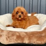 Luisa-female-Cavapoo-puppy-for-sale-3