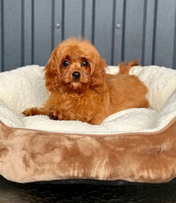 Luisa Cavapoo