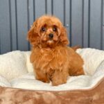 Lira Cavapoo