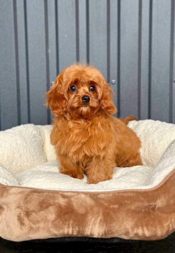 Luisa Cavapoo