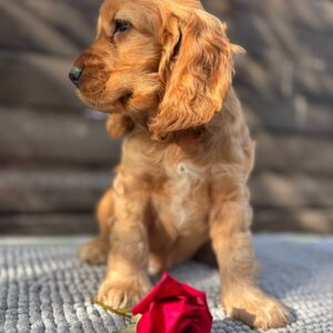 Luke English Cocker Spaniel