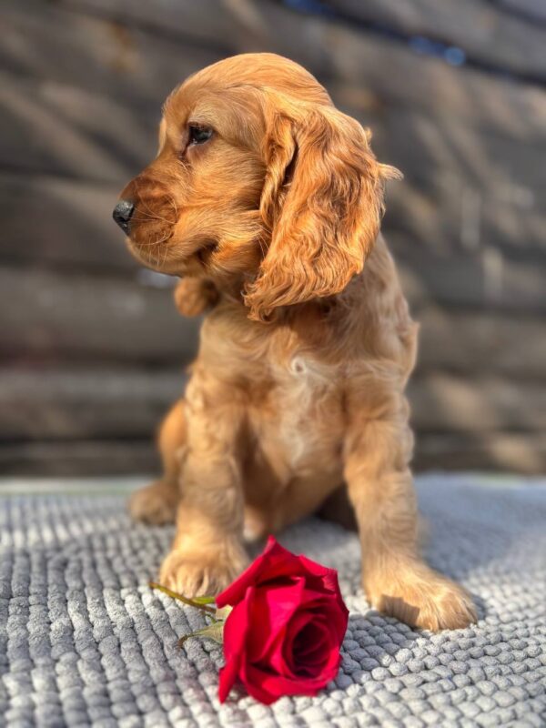 Luke English Cocker Spaniel