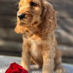 Luke-male-English-Cocker-Spaniel-puppy-for-sale-2