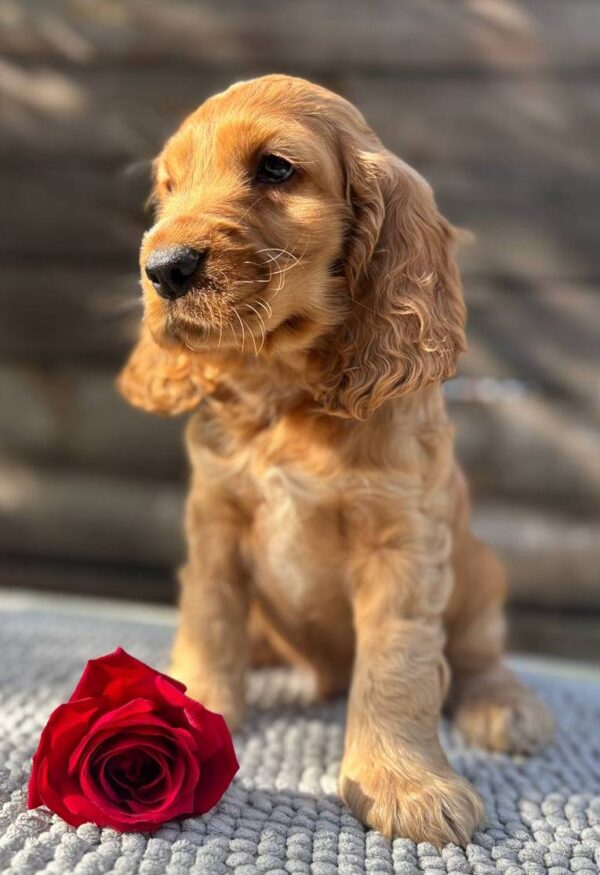 Luke English Cocker Spaniel