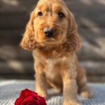 Luke-male-English-Cocker-Spaniel-puppy-for-sale-3