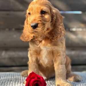 Luke English Cocker Spaniel