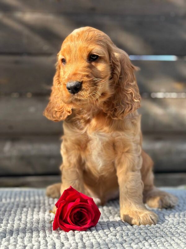 Luke English Cocker Spaniel