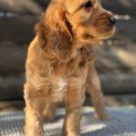 Luke-male-English-Cocker-Spaniel-puppy-for-sale-5