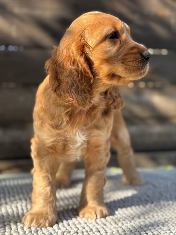 Luke English Cocker Spaniel