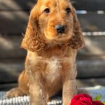Luke-male-English-Cocker-Spaniel-puppy-for-sale-6