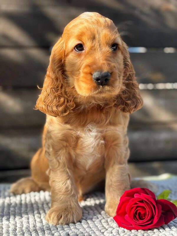 Luke English Cocker Spaniel