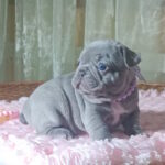 Lukerya-female-french-bulldog-puppy-for-sale-1 (1)