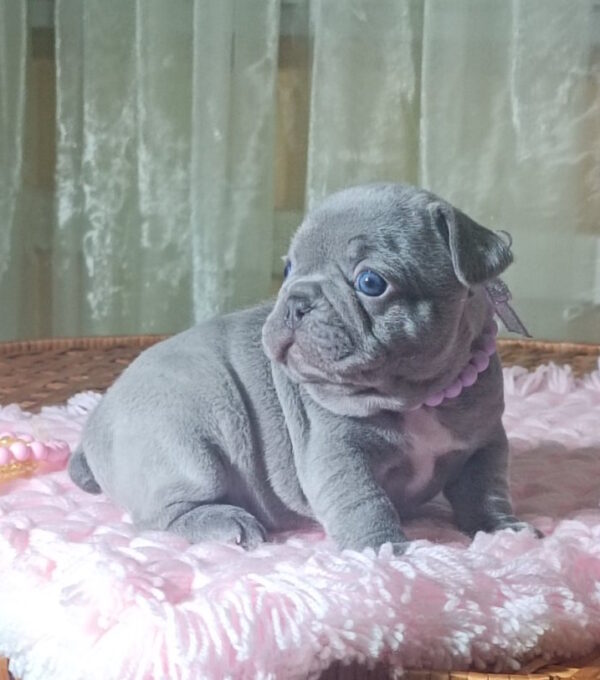 Lukerya French Bulldog