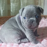 Lillian French Bulldog