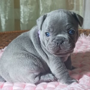 Lukerya French Bulldog