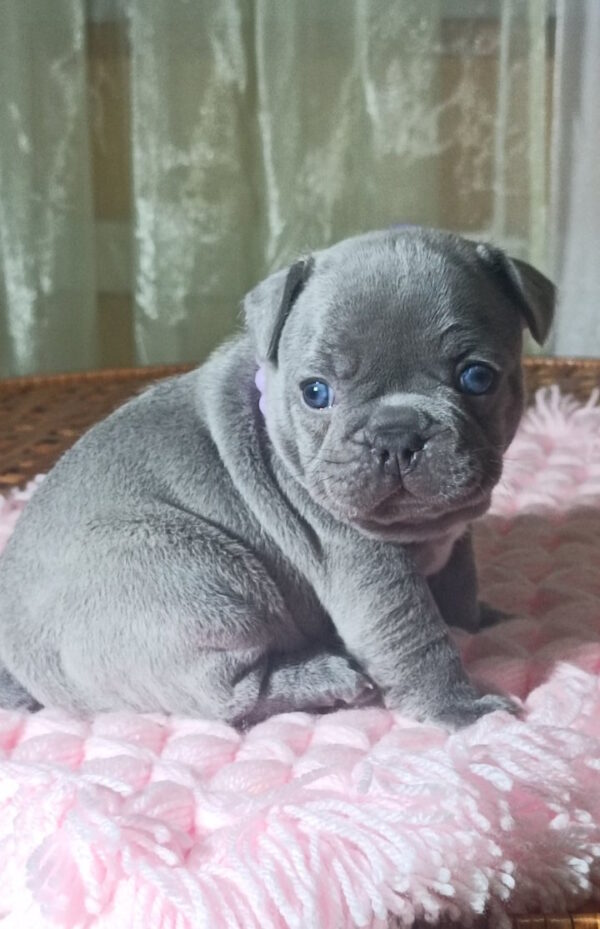 Lukerya French Bulldog
