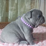 Lukerya-female-french-bulldog-puppy-for-sale-1 (3)