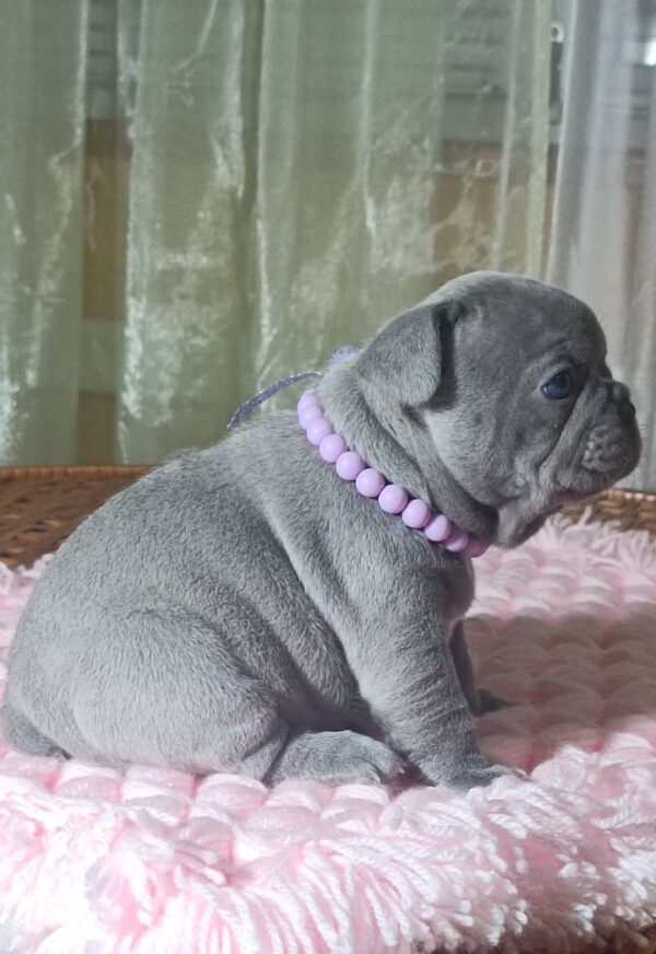 Lukerya French Bulldog