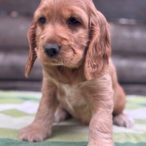 Luna English Cocker Spaniel