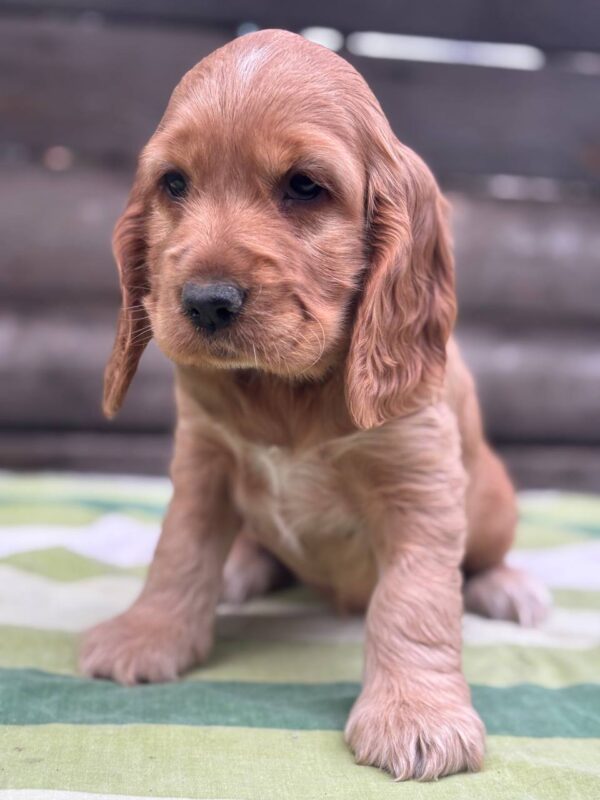 Luna English Cocker Spaniel