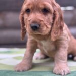Luna-female-English-Cocker-Spaniel-puppy-for-sale-2
