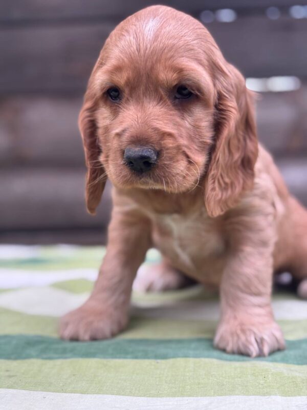 Luna English Cocker Spaniel