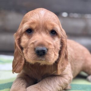 Luna English Cocker Spaniel