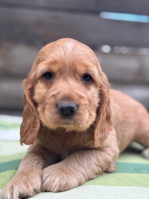 Luna English Cocker Spaniel