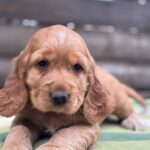 Luna-female-English-Cocker-Spaniel-puppy-for-sale-4