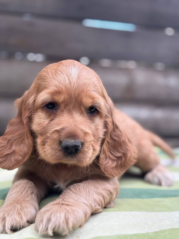 Luna English Cocker Spaniel