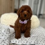 Lundrey-male-toy-poodle-puppy-for-sale- (1)