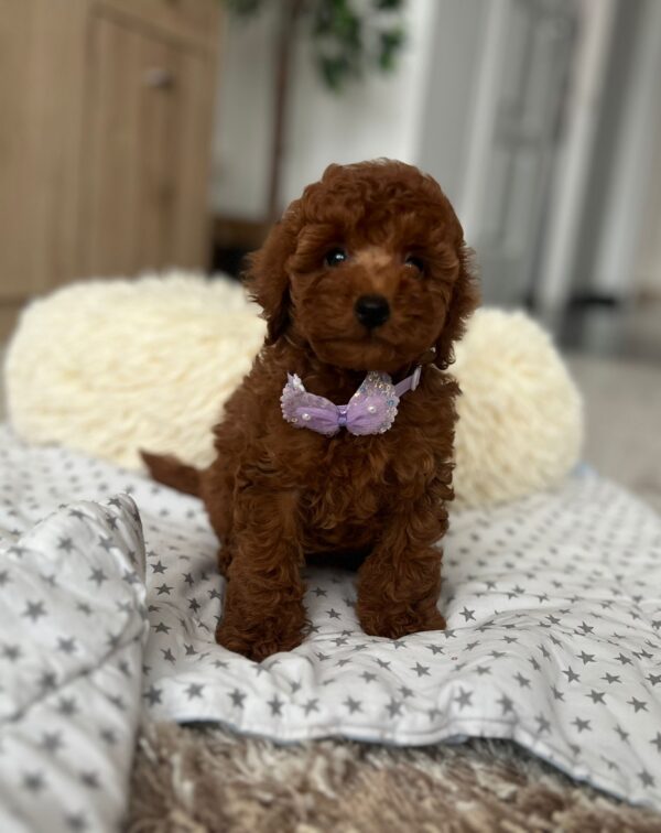 Lundrey Toy Poodle