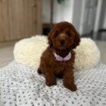Lundrey-male-toy-poodle-puppy-for-sale- (2)