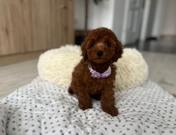 Lundrey Toy Poodle