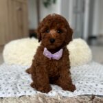Larry Toy Poodle