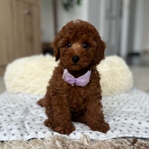 Lundrey Toy Poodle