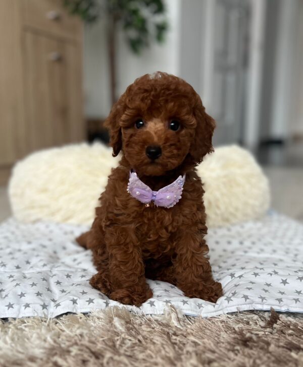 Lundrey Toy Poodle