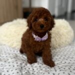 Lundrey-male-toy-poodle-puppy-for-sale- (4)
