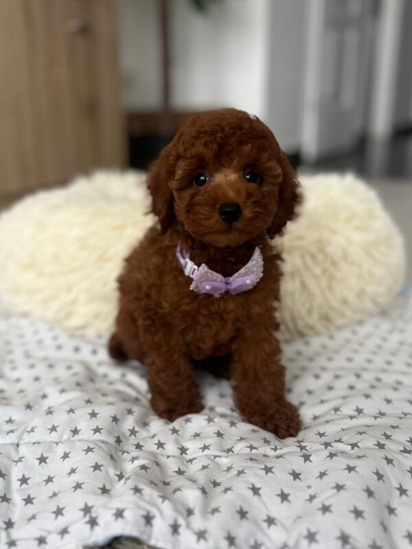 Lundrey Toy Poodle