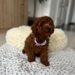 Lundrey-male-toy-poodle-puppy-for-sale- (5)