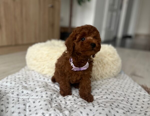 Lundrey Toy Poodle