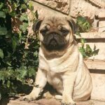 Lyolik-male-pug-puppy-for-sale-1 (1)