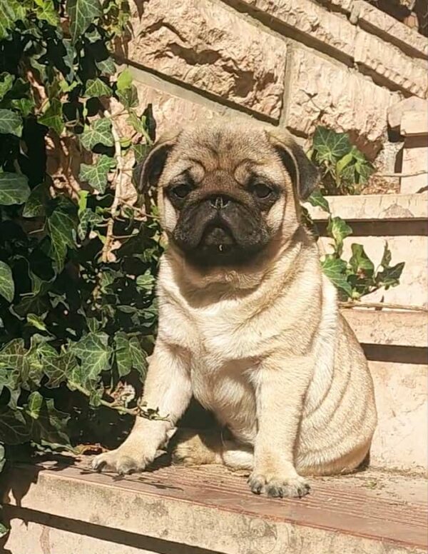 Lyolik Pug