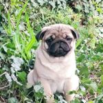 Lyolik-male-pug-puppy-for-sale-1 (3)